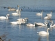 Lacul Garleni - cazare Racova 